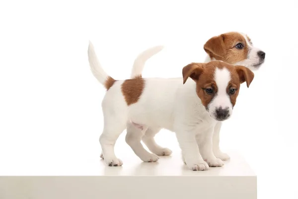 Maravilhosos cachorros Jack Russell. Fecha. Fundo branco — Fotografia de Stock