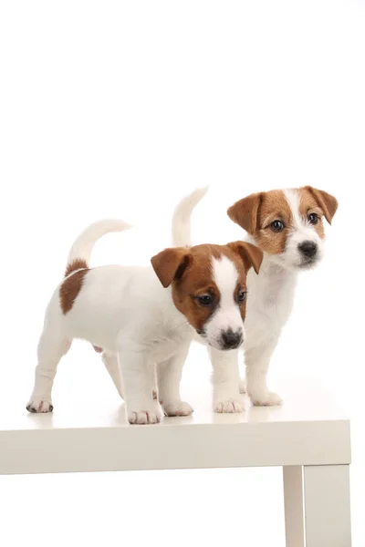 Meravigliosi bambini Jack Russell. Chiudete. Fondo bianco — Foto Stock