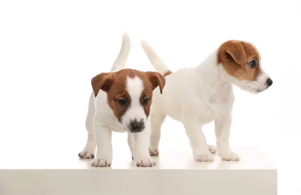 Dos maravillosos cachorros de Jack Russell. De cerca. Fondo blanco — Foto de Stock