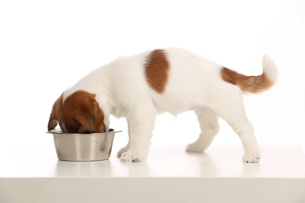 İzole jack russell kaseden yemek. Beyaz arka plan