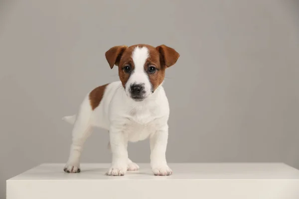 Serin jack russell bebek. Beyaz arka plan