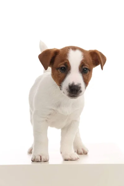 Portrait of jack russell. White background — Stock Photo, Image