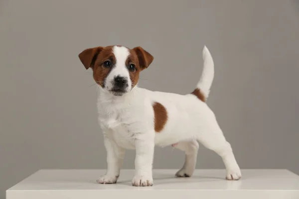 Malý jack russell. Bílé pozadí — Stock fotografie