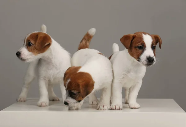 Retrato de tres cachorros Jack Russell. Fondo gris — Foto de Stock
