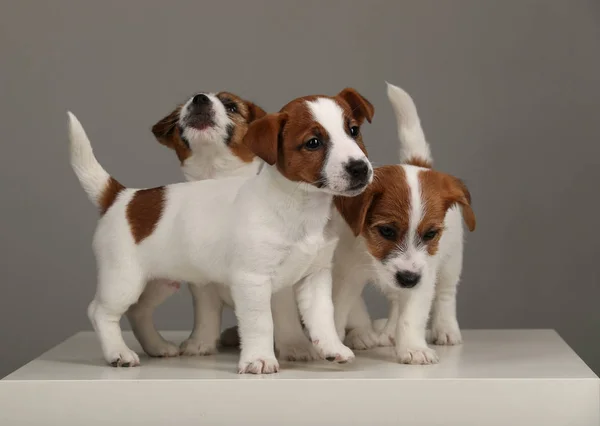 Retrato de tres pequeños Jack Russell Terrier. Fondo gris — Foto de Stock