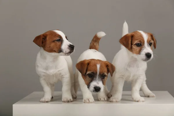 Retrato de tres pequeños terriers de Jack Russell. Fondo gris — Foto de Stock