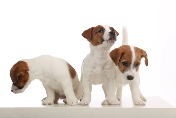 Três cães. Fundo branco — Fotografia de Stock