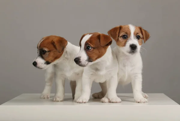 Trots van drie jack russell terriers. Grijze achtergrond — Stockfoto