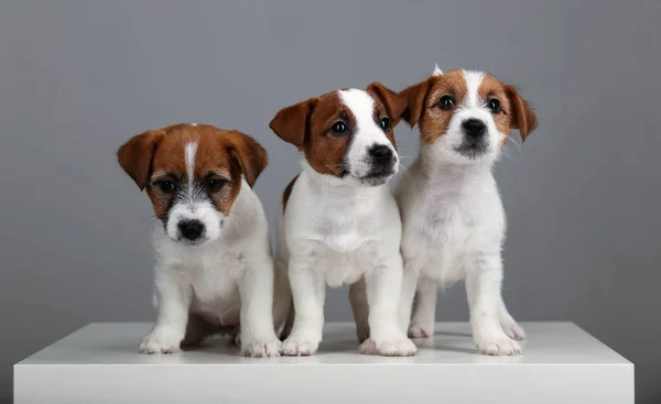 Három kis kutya. Szürke háttér — Stock Fotó