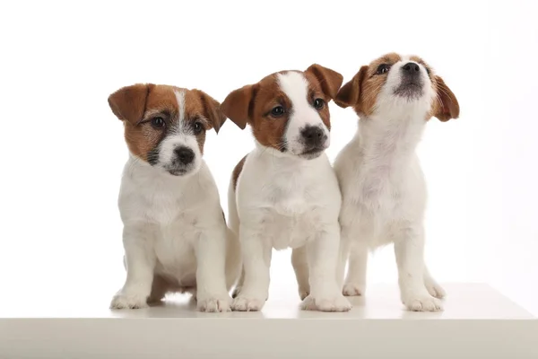 Tres bebés de perro. Fondo blanco — Foto de Stock