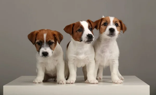 Τρία μικρά σκυλιά. Γκρίζο φόντο — Φωτογραφία Αρχείου