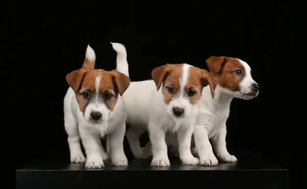 Trzy małe psy na białym tle. Czarne tło — Zdjęcie stockowe
