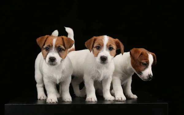 Three isolated tiny dogs. Black background — Stock Photo, Image