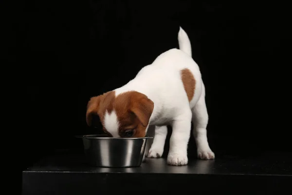 Jack russell yeme. Siyah arka plan