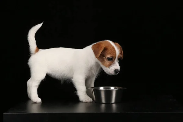 Jack Russell com uma tigela. Fundo preto — Fotografia de Stock