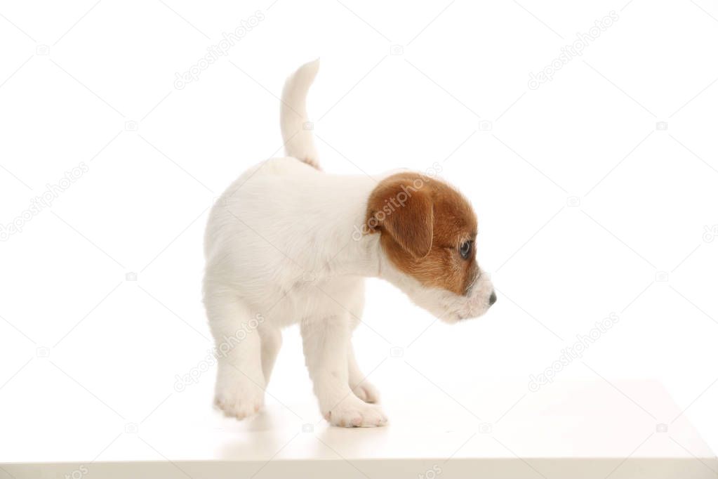 Playful jack russell baby. Close up. White background