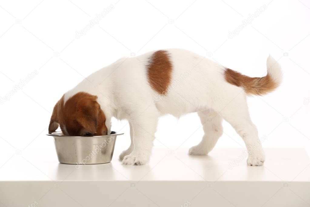 Isolated jack russell eating from bowl. White background