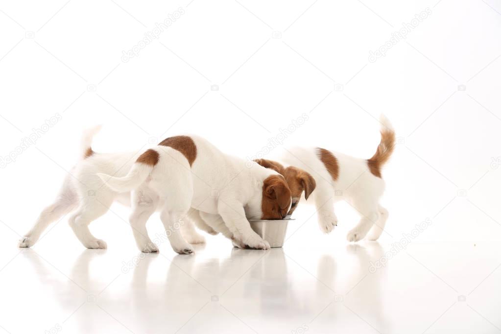 Three jack russell puppies eating from bowl. White background