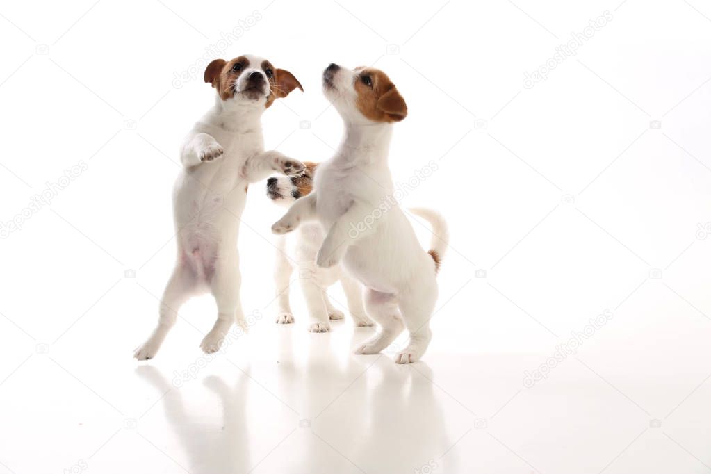 Three cool jack russells babies. White background