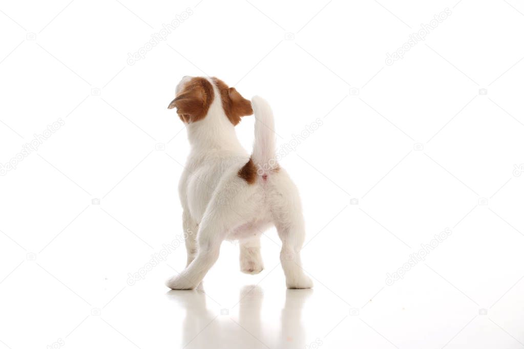 Jack russell terrier standing back. White background