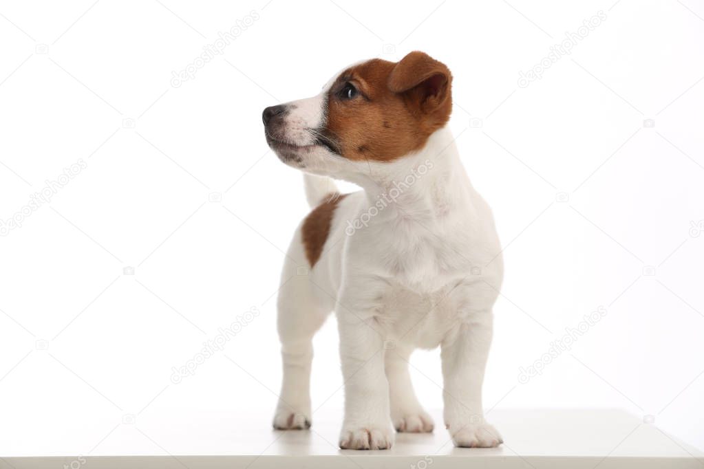 Portrait of tiny jack russell puppy. White background