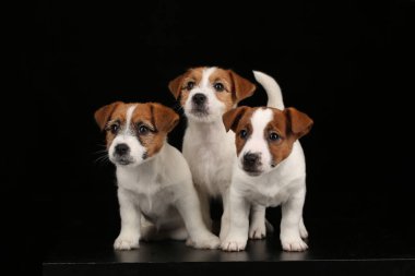 Komik kukla. Siyah arka plan