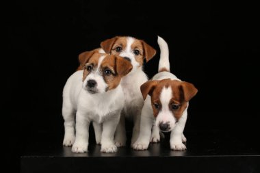 Üç komik yavru. Siyah arka plan