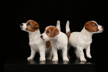 Küçük köpekler. Siyah arka plan