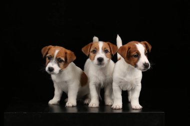 Küçük jack russell Terrier. Siyah arka plan