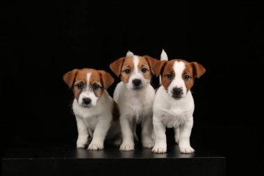 Jack russell Terrier kameraya bakıyor. Siyah arka plan