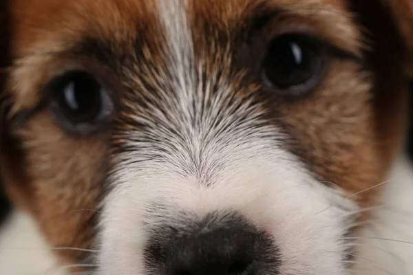 Filhote de cachorro olhando para a câmera. Fecha. Fundo preto — Fotografia de Stock