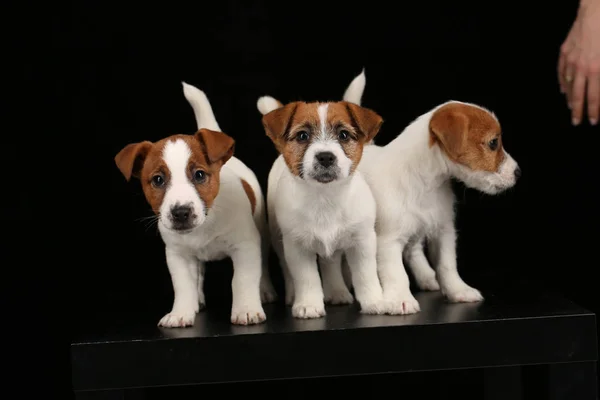 Drie grappige kleine honden. Zwarte achtergrond — Stockfoto