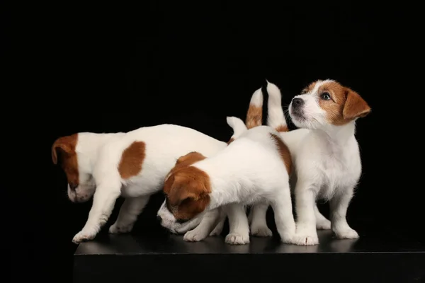 Mały jack russell Terrier. Czarne tło — Zdjęcie stockowe