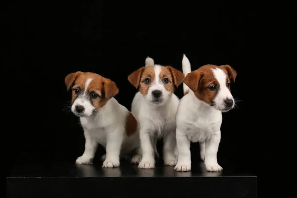 Apró jack russell terrier. Fekete háttér — Stock Fotó