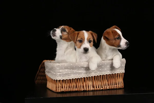 Hundar i korg. Närbild. Svart bakgrund — Stockfoto