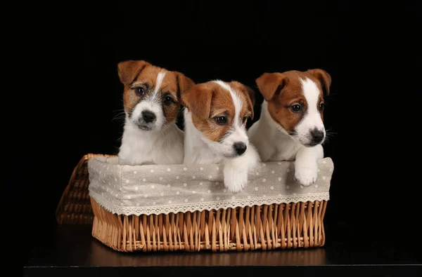 Perros bebé en cesta. De cerca. Fondo negro — Foto de Stock