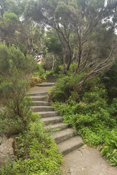 Escadas verdes em Canárias — Fotografia de Stock