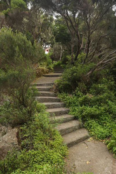 Escadas verdes em Ilhas Canárias — Fotografia de Stock