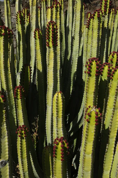 Cactus in Canarische eilanden — Stockfoto