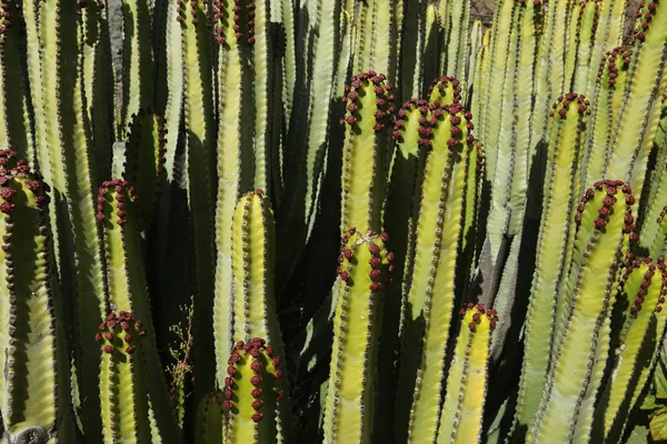 Cactus alle Canarie — Foto Stock