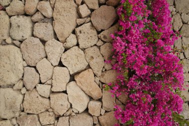 Taş duvar arka plan üzerinde pembe çiçekler