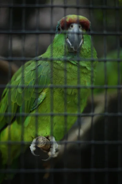 Egy papagáj a ketrecben — Stock Fotó