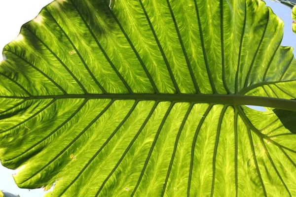 큰 열 대 잎입니다. 클로즈업 — 스톡 사진