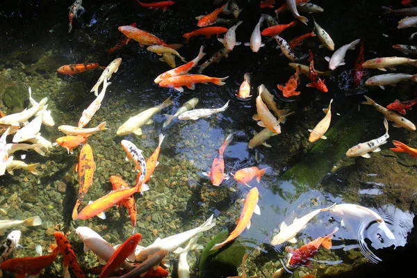 Peixes Koi em loro parque — Fotografia de Stock