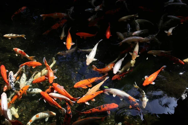 Peixe koi japonês em loro parque — Fotografia de Stock