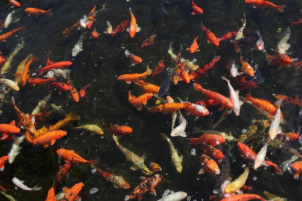Peixe koi japonês nas Ilhas Canárias — Fotografia de Stock