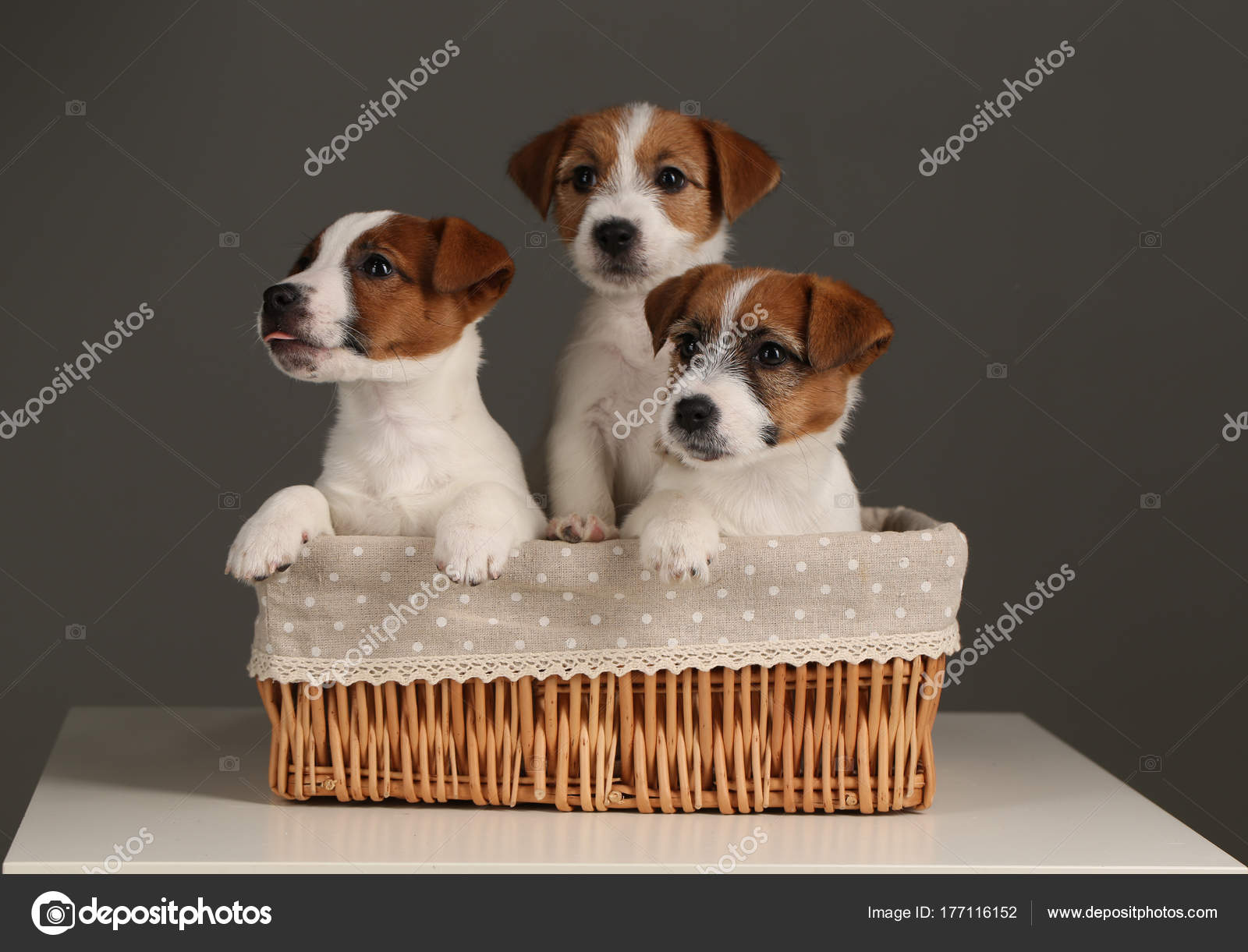 Cute jack russell babies in the Close Gray background