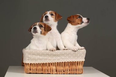 Sepet bebek köpek. Yakın çekim. Gri arka planı