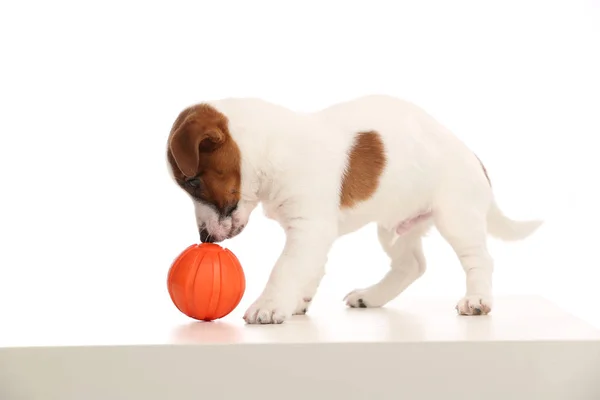 Köpek yavrusu, jack russell terrier ile bir kırmızı top oynarken
