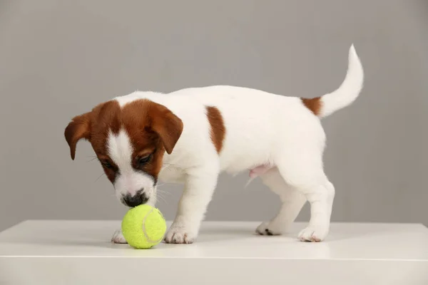 Jack russell terrier köpek yavrusu ile tenis top oynarken